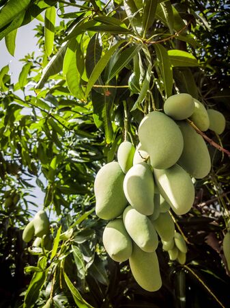 Close-up of tropical raw mango hanging on tree with leaf in garden orchard. Green bunch of Mangifera indica. Fruit field, farm with sun light effect, agricultural industry concept. Natural backgroundの写真素材