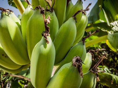 Close-up of tropical raw green bananas hanging on tree with leaf in garden orchard. Green bunch of banana tree. Fruit farm with sun light effect, agricultural industry concept. Natural backgroundの写真素材