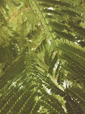 Beautiful natural background. Close-up of tropical tree twigs with leaves. Vintage and faded matt style colour in tinted photo with copy space. Ideal for use in vertical design, wallpaperの写真素材