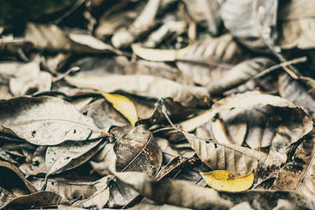 Close up detail of fallen dry dark yellow leaves with running red forest ants. Texture background, photo with autumn mood in brown tone, space for text, idea for wallpaper. Shallow depth of fieldの写真素材