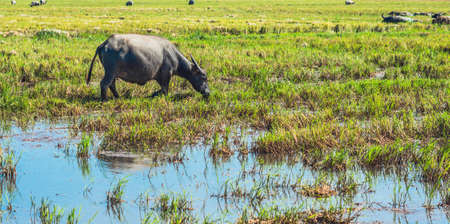 Water Buffalo Standing graze rice grass field meadow sun, forested mountains background, clear sky. Landscape scenery, beauty of nature animals concept summer dayの写真素材