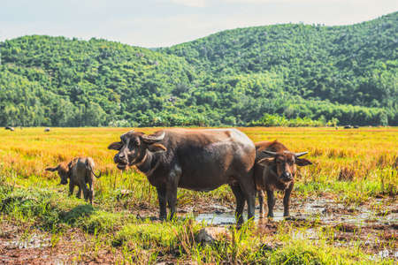 Family of Water Buffalo Standing graze Together rice grass field meadow sun, forested mountains background, clear sky. Landscape scenery, beauty of nature animals concept late summer early autumn dayの写真素材