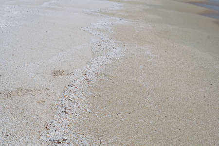 Beige fawn brown beautiful nature background design screensaver web wallpaper for resort spa relax. A lot small starfish seashell ocean biomes placed spawn on beach sea sand surface. Copy spaceの写真素材