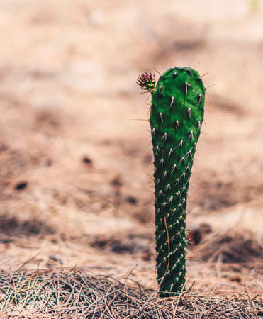 Close up green cactus plant, bud flower, spines. Symbol of loneliness, communication problems, hidden beauty of person introverted or bad character, injections, inability to relax. Vertical copy spaceの写真素材