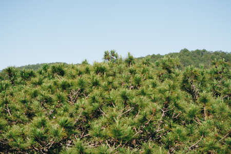 Panorama Birds eye view of treetop. Evergreen coniferous pine tree, clusters of long needle shaped leaves. Forest grow. Sun day, clear blue sky. Calm fresh summer mood concept. Nature backgroundの写真素材