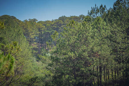 Panorama Birds eye view of treetop. Evergreen coniferous pine tree, clusters of long needle shaped leaves. Forest grow. Sun day, clear blue sky. Calm fresh summer mood concept. Nature backgroundの写真素材