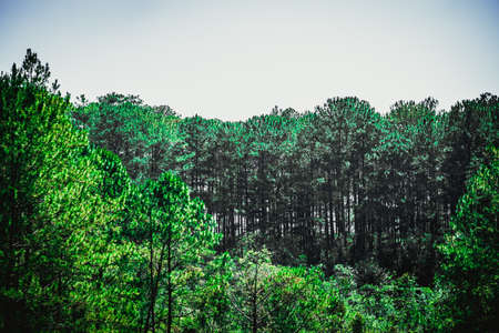 Nature background. Panorama Birds eye view of Forest treetop. Evergreen coniferous pine tree crown....