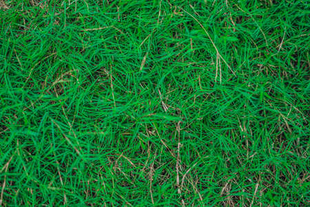 Abstract natural background. Collection with different colour tones of green grass, copy space. Summer fresh and football mood. For design wallpaper screensaver web backdrop. Vivid acidの写真素材
