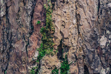 Close-up shot. Green lichen growing on bark coniferous tree in wild forest. Symbiosis. Beauty power...