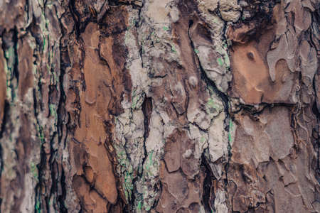 Close-up shot. Green lichen growing on bark coniferous tree in wild forest. Symbiosis. Beauty power in nature. Texture light and dark brown colour abstract design background. More collection in stockの写真素材