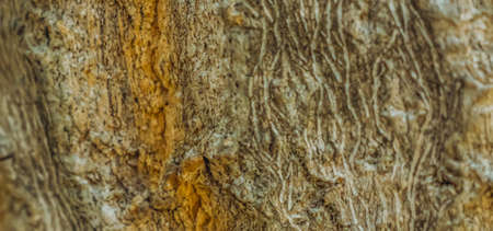 BANNER Close-up shot Wood tree outer bark. Outermost layer of dead tissue on surface stem. Beauty...