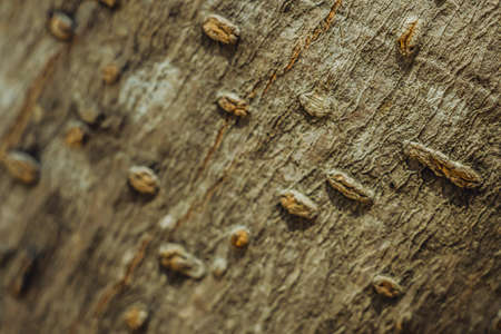 Deciduous Trees. Hard wood pimple outgrowths at base outermost layer tree bark tissue on surface...
