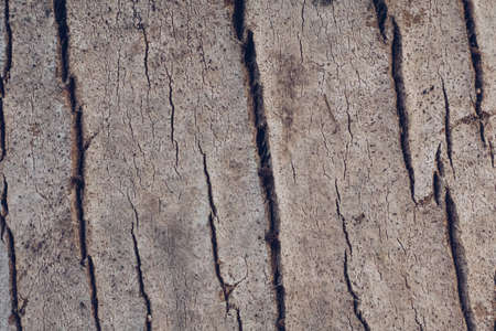 Close-up shot Wood tree outer bark in wild forest. Outermost layer of dead tissue on surface stem....