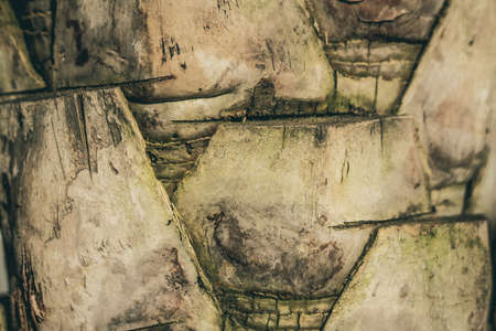 Hard wood crack scale lines split base on outermost layer of Palm tree bark tissue surface stem....