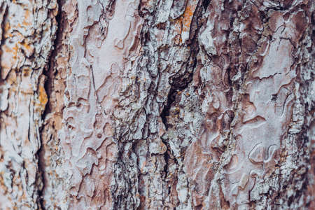 Close-up shot Wood tree outer bark in wild forest. Outermost layer of dead tissue on surface stem....