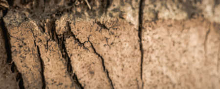 BANNER Hard wood crack down lines split base on outermost layer of Palm tree bark tissue surface stem. Beauty nature. Texture light brown colour abstract design background. More collection in stockの写真素材