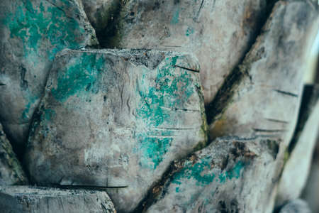 Hard wood crack scale lines split base on outermost layer of Palm tree bark tissue surface stem. Beauty nature. Texture light white gray green paint abstract design background. More collection stockの写真素材