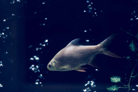 Photo dark blue night background Design. Water aquarium, silver fish swims, air bubbles by compressor. Mysterious Mood Loneliness Longing Appeasement Observation Contemplation Calm time. Care petの写真素材