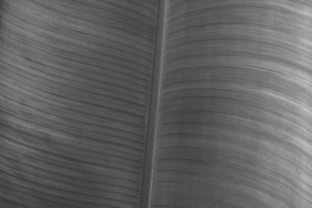 Black and white colour effect more tone in stock. Abstract real nature beauty background. Macro...