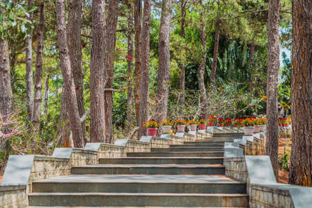 Copy space lifestyle nature green brown Long high old wide staircase low parapet in pine trees...