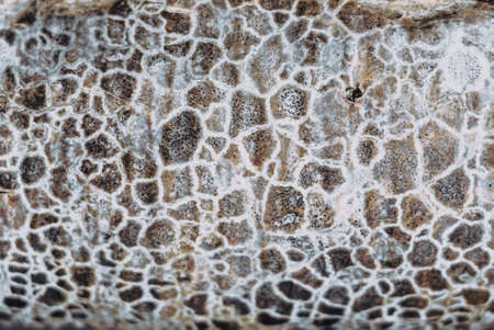 Abstract macro close-up background real nature beauty. Cosmic texture of stone like snake skin surface, beige gray peel, mystic unusual spots, tree bark, mold fungus, unique pattern magnificent colorの写真素材