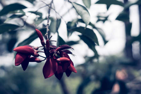 Real nature beauty background. Copy space close-up red tree flower blossom Bismarck furioso colour plant green leaves park. Floral design. Love romance concept. Early spring evening cold dark mood.の写真素材
