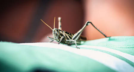 Macro close-up photo big grasshopper grig locust on fabric green brown background. Bug flyer asia...