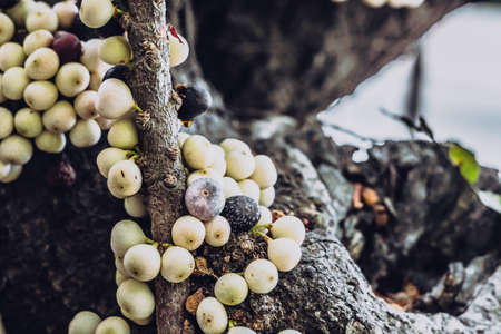 CAULIFLORIA flowers berries directly on tree trunk of woody plants or on old branches. Typical for...