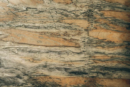 Real nature abstract background. Copy space damaged rustic cracked old board table jagged outlines agate gray brown colour wall, grunge texture mold. Fatal circumstances mood. Construction, antiquityの写真素材