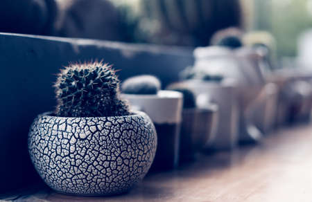 Green spherical cactus small Echinocactus Gruzona balls in pot on terrace table. Summer outdoor floral modern Interior design Landscaping class decor. Dark evening blue tone photo. Perspective viewの写真素材