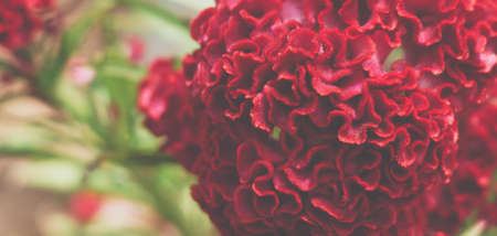 BANNER Real beauty nature background. Celosia argentea cristata cockscomb crested tropical flower bloom blossom. Planted temple Garden. Bordeaux red claret colour. Pseudocereals alternative amaranthの写真素材