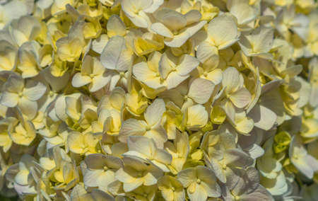 Abstract real beauty nature background. Light pink purple blue yellow. Hydrangea flower bloom...