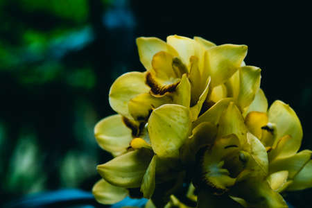 Real beauty nature. Orchid tropical flower plant vintage contrast yellow blossom exotic unic mystery petal stamen pistil bloom on dark background. Botanic floral design horticulture hobby space summerの写真素材