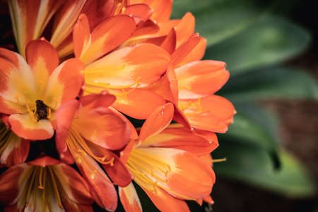 BANNER beauty nature photo background. Clivia miniata Natal bush kaffir lily herb plant Amaryllidaceae. Funnel shaped flower umbel inflorescence petal, color cinnabar red orange yellow, close up bloomの写真素材