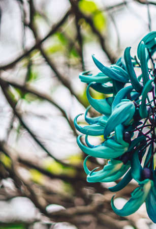 VERTICAL Real beauty nature background. Strongylodon macrobotrys emerald turquoise jade woody vine tayabak, leguminous perennial pea bean liana. Tropical flower bloom Blue petal. Floral design summerの写真素材