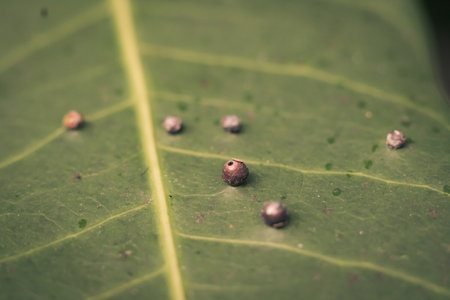 Abstract BANNER larvae of insect eggs ball shape accuracy lie beauty along edge of Green plant leaf surface. Amazing macro wildlife nature world High detail photo texture veins. Matte vintage greyの写真素材