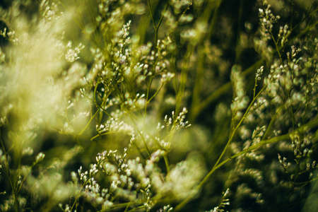 Contrast yellow grey light. Abstract real nature photo background. Macro meadow field grass flower wheat herb. Seasons autumn winter spring summer tone stock collection. Blur vintage effect minimalismの写真素材