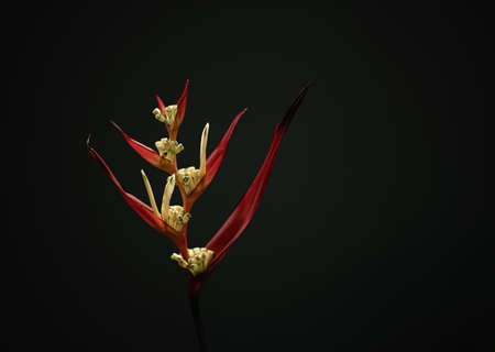Real beauty nature. Strelitzia, bird of paradise, crane lily plant. Red pink blossom tropical exotic unic flower narrow petal yellow bloom. Light gray background. Copy space. Botanic floral designの写真素材