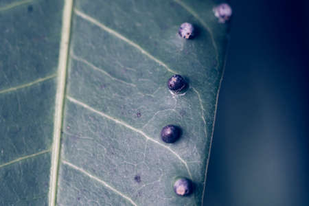 Abstract BANNER larvae of insect eggs ball shape accuracy lie beauty along edge of Green plant leaf...