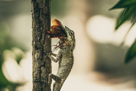 BANNER Macro close-up photo captures moment big gray lizard eat devourie prey swallow still fluttering brown beetle cockroach sit on branch. Green bright nature background. Life struggle, ecosystemの写真素材