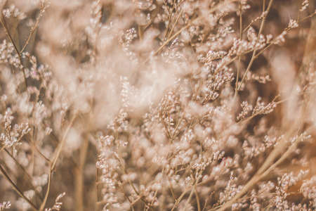 Contrast Ochre Brown pink light. Abstract real nature photo background. Macro meadow field grass flower wheat herb. Seasons autumn winter spring summer tone stock collection. Blur vintage effectの写真素材