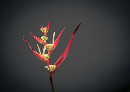 Real beauty nature. Strelitzia, bird of paradise, crane lily plant. Red pink blossom tropical exotic unic flower narrow petal yellow bloom. Light gray background. Copy space. Botanic floral designの写真素材