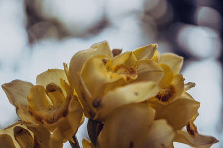 BANNER Real Abstract nature photo background. Macro close up copy space Orchid inflorescence petal...