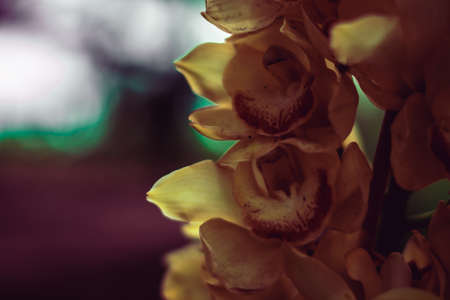 BANNER Real Abstract nature photo background. Macro close up copy space Orchid inflorescence petal flower bloom plant. Study Botanic autumn evening floral. Dark shade tone effect pale yellowの写真素材