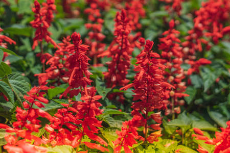 BANNER Real Abstract nature photo background. RED Salvia splendens Herbaceous perennial. Macro close Bedding Edging flower plant. Inflorescence petal bloom. Botanic study, garden care, summer sun dayの写真素材