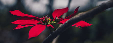 BANNER Sunset dark evening real nature life beauty photo background. Macro close up tree branch with single alone bright red contrast flower grow stamens. Floral fantasy mystery spring. Botanic careの写真素材
