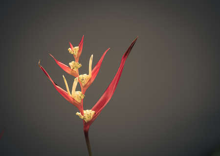 Real beauty nature. Strelitzia, bird of paradise, crane lily plant. Red pink blossom tropical exotic unic flower narrow petal yellow bloom. Light gray background. Copy space. Botanic floral designの写真素材