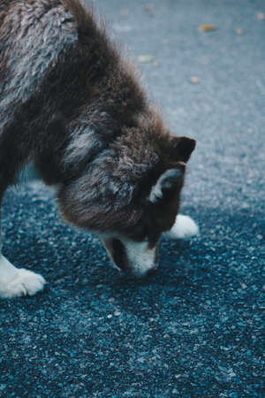 VERTICAL Side view close up black white grey brown large beauty pet shepherd sheep guide dog put nose take trail sniff smell on asphalt ground look down. Humane treatment, care animals, friendshipの写真素材
