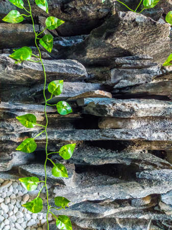VERTICAL Fashion decor stone brick wall texture siding different size shape. Beautiful nature wallpaper. Romantic simple. Abstract grunge dark light grey shades background. Green ivy plant leaves growの写真素材