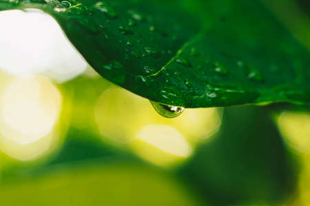 Beautiful transparent rain dew water drops on fresh leaf. Abstract macro real photo cute wallpaper....